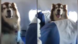 Pozwolili psu siedzieć w samolocie obok niepełnosprawnego właściciela. Zachowywa